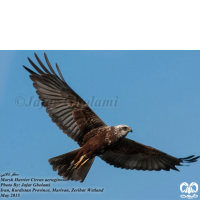 گونه سنقر تالابی Western Marsh Harrier